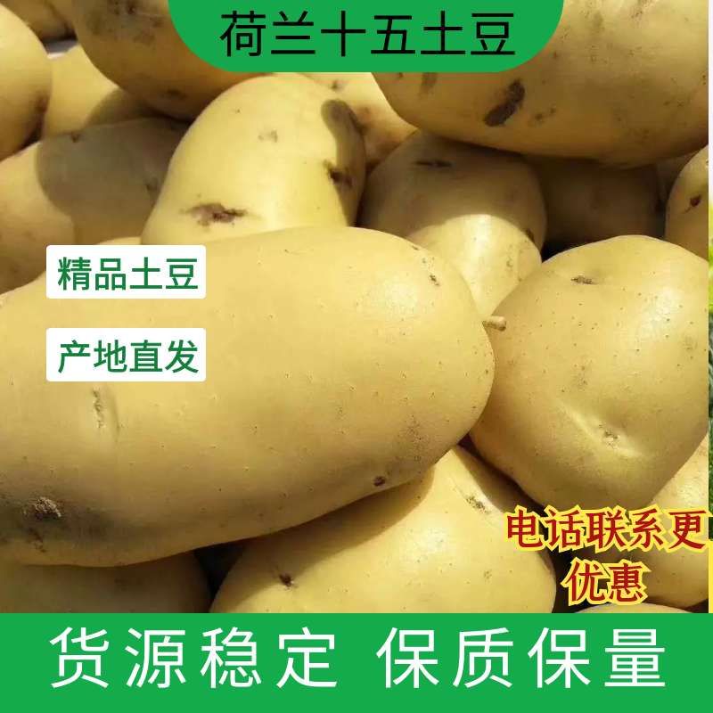 荷兰15  荷兰十五土豆产地直销