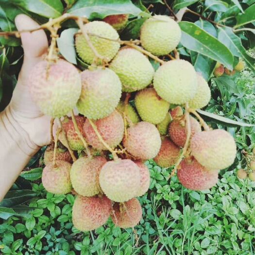 阳西县 荔枝妃子笑大量现货