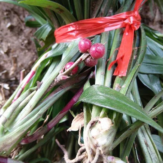 南充吉祥草，观音草，紫衣草
