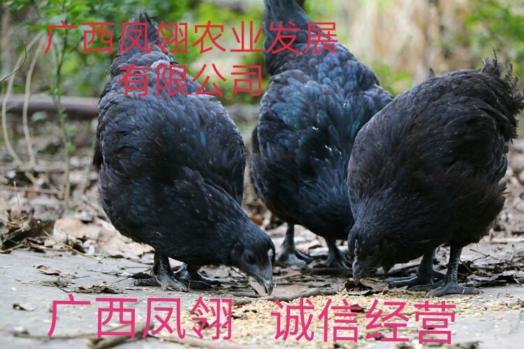 遵义 五黑鸡苗  出壳苗  出壳包打疫苗