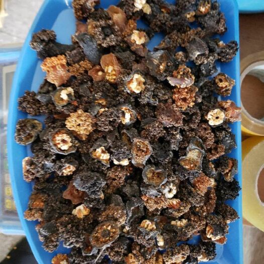 东宁市 俄罗斯海参花，