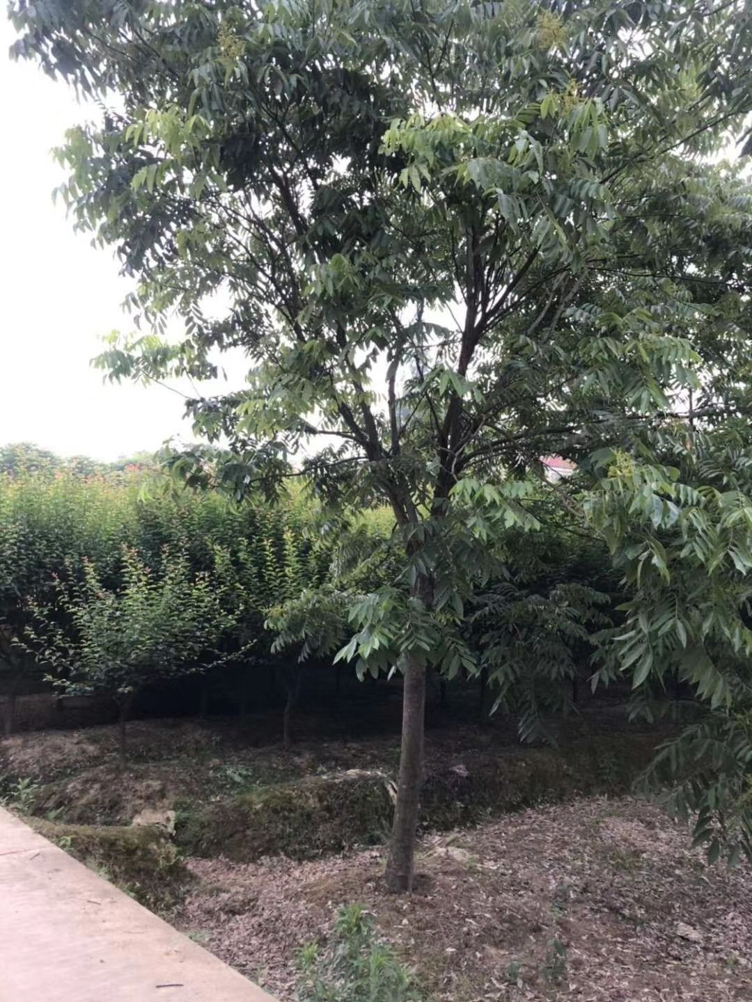 南京无患子树  无患子5--20公分大量处理