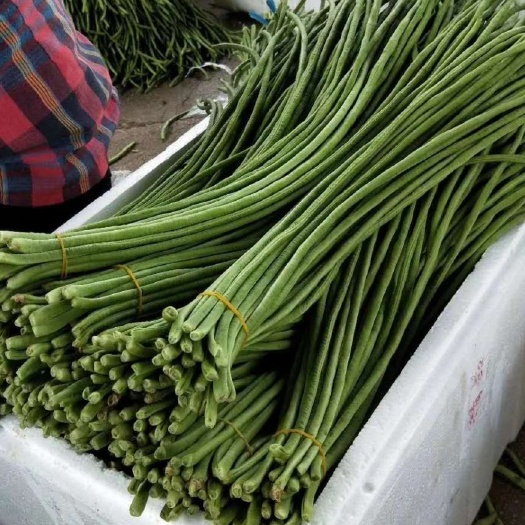 六盘水长豇豆 50亩豇豆现摘现发