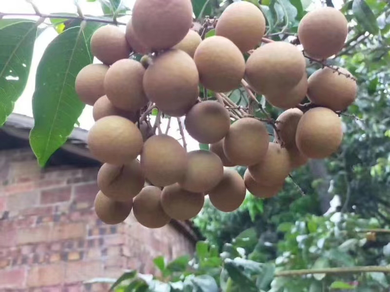 茂名龙眼