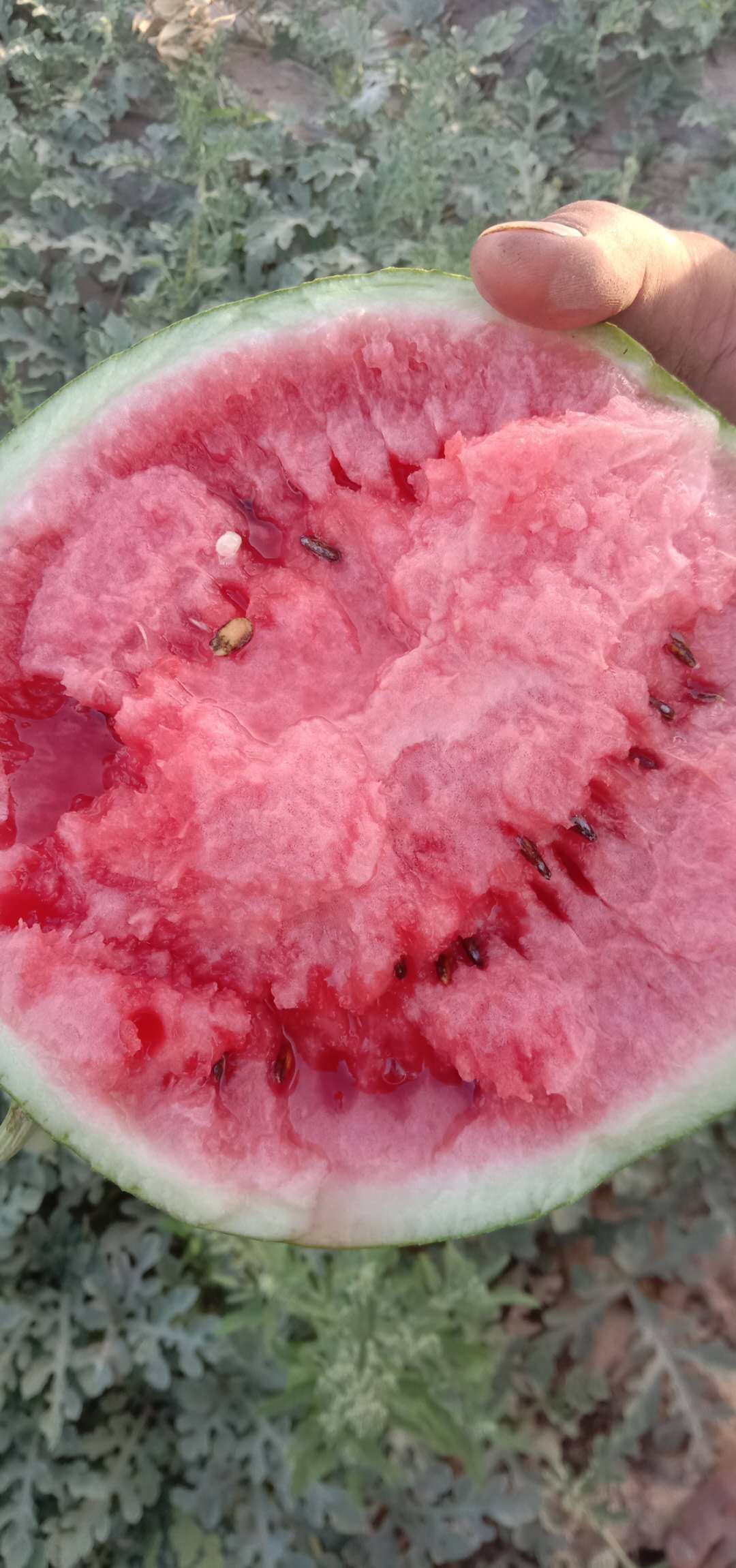  西瓜成熟，欢迎品尝，价格便宜