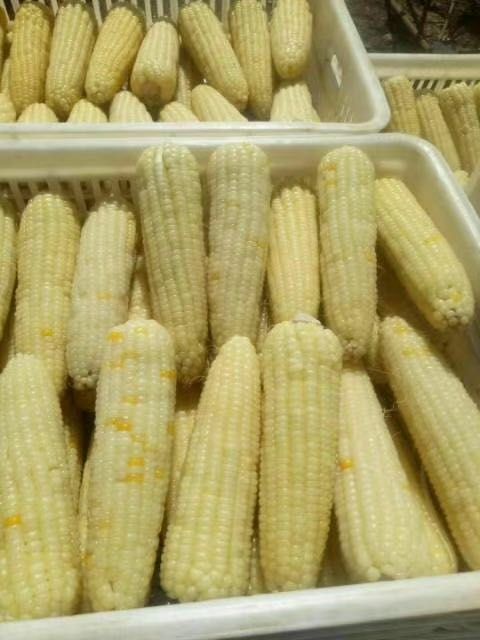 富锦市东北粘甜玉米大量批发