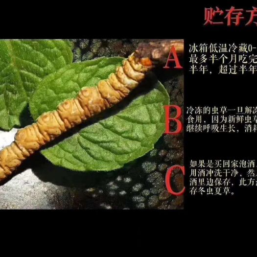 松潘县 新鲜冬虫夏草，优惠处理