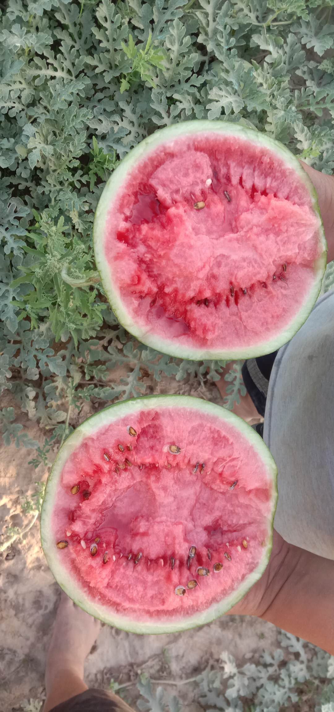  西瓜成熟，欢迎品尝，价格便宜
