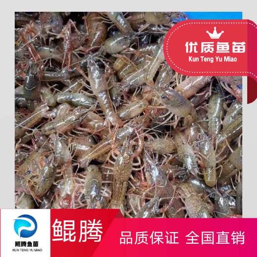 广州优选澳洲龙虾苗 品种优良 生长快成活高