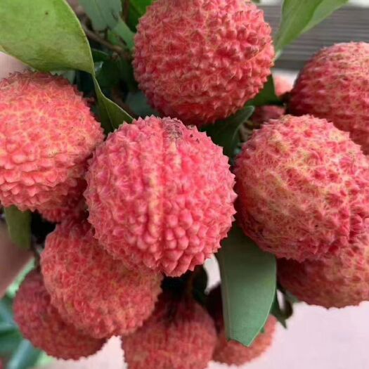 高州市高州桂味荔枝 核小厚肉 清甜口感 略带桂花香味道 京东空运