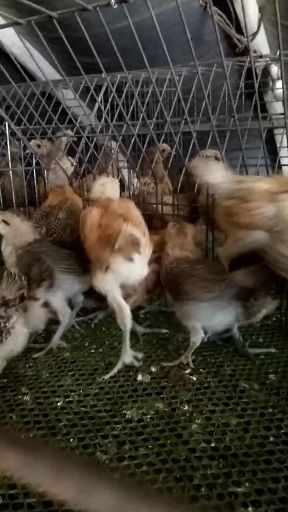 柏乡县雏鸡蛋 鸡群健康