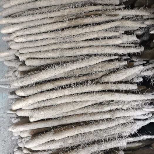 定兴县棒山药 河北省保定棒药种植，可长年供货