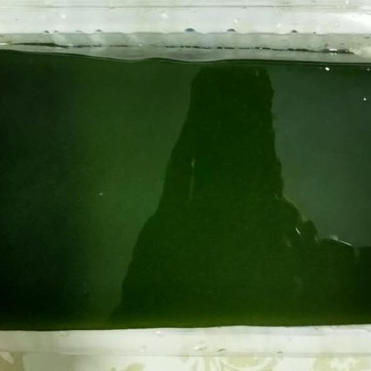 杭州 柴叶豆腐，富含果胶、绿色、可煮、凉拌、烹炒，制羹。