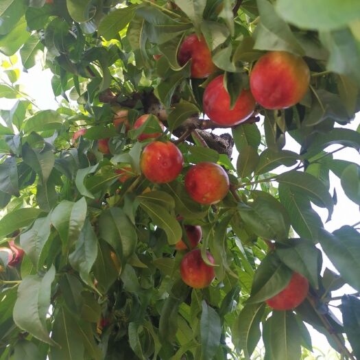 新绛县 曙光油桃/油桃曙光，买十赠一
