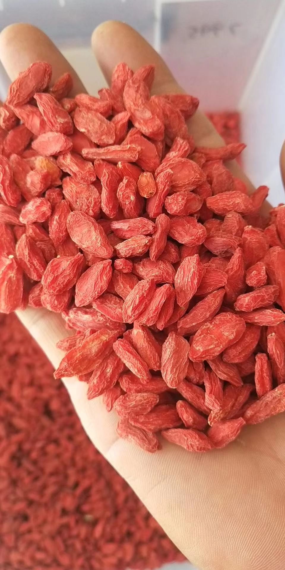 中寧縣精選寧夏優質紅枸杞大粒果，正宗產地道地珍品，果面干凈顆粒飽滿