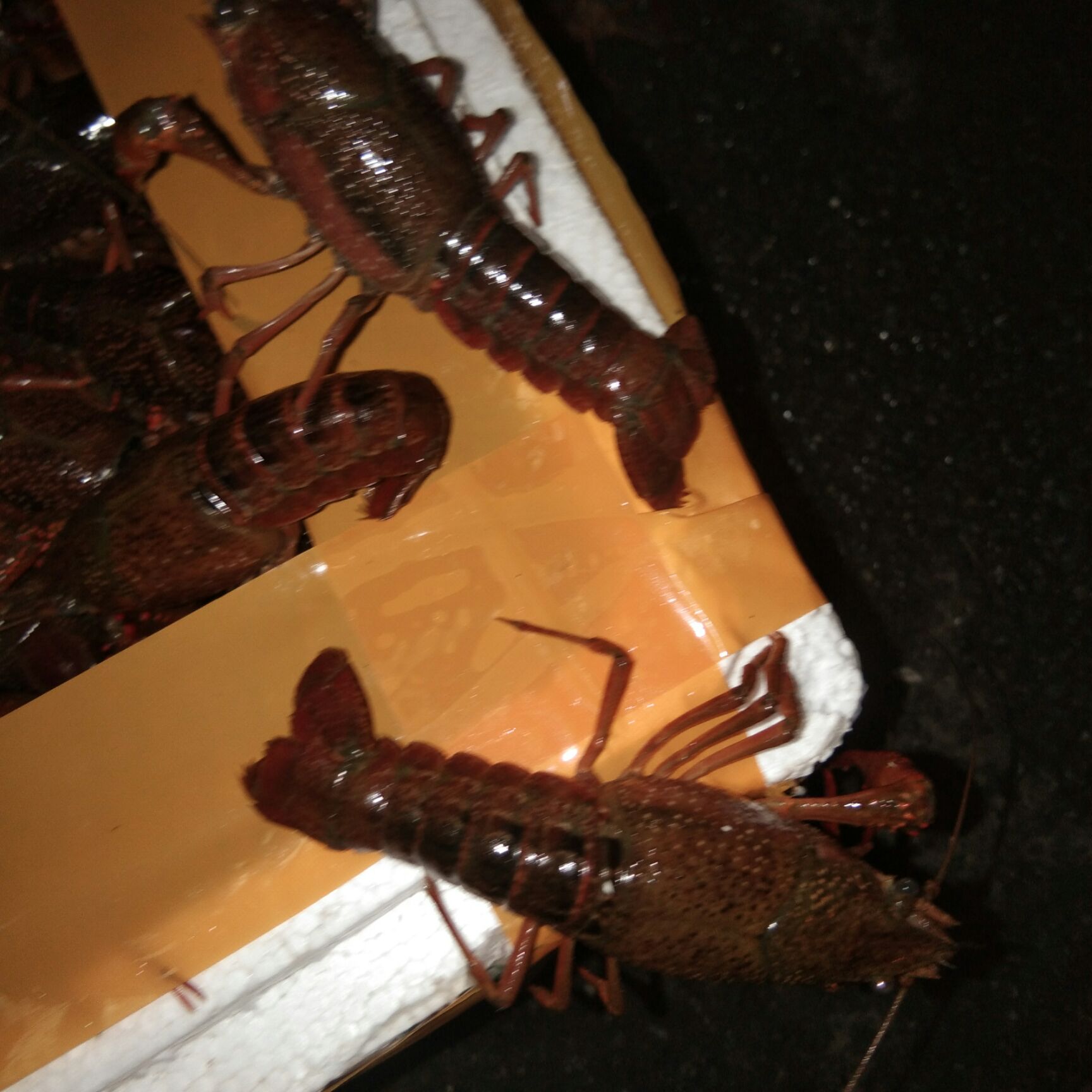  潜江小龙虾，底板干净，肉质鲜美，价廉物美，合作共赢