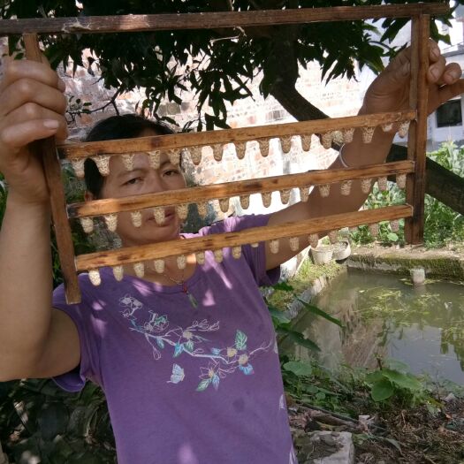 容县 中蜂育种场
