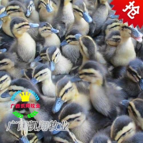 南宁大种麻鸭苗   孵化厂直供 成活率高包疫苗包路损