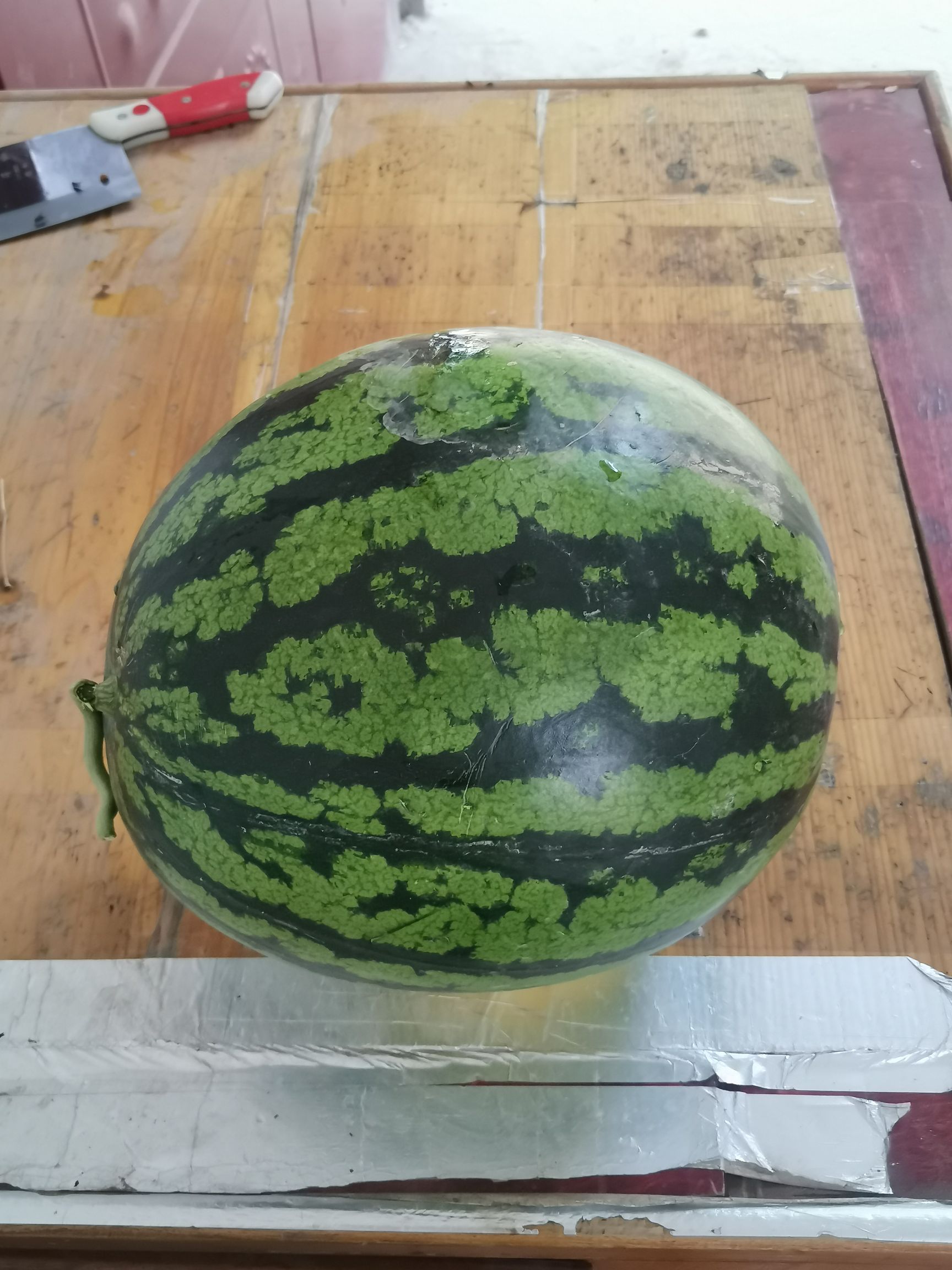 甜王西瓜 河南省商丘市睢阳区 1茬