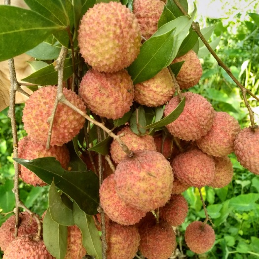 高州市桂味荔枝 2cm