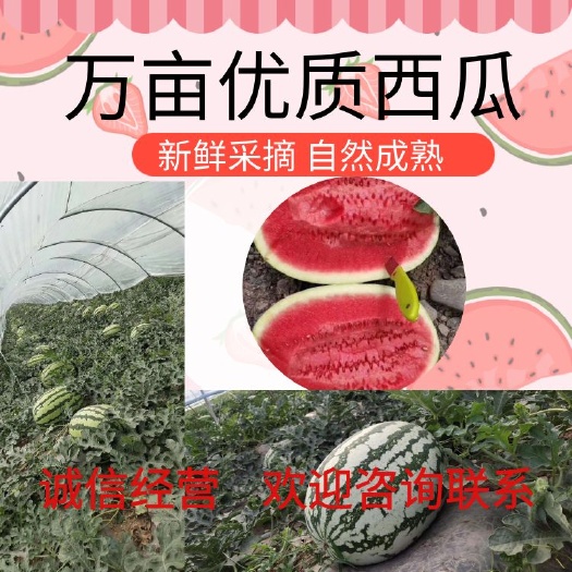 大荔县金城5号西瓜  ［产地直供］陕西渭南万亩金城五号西瓜大量上市
