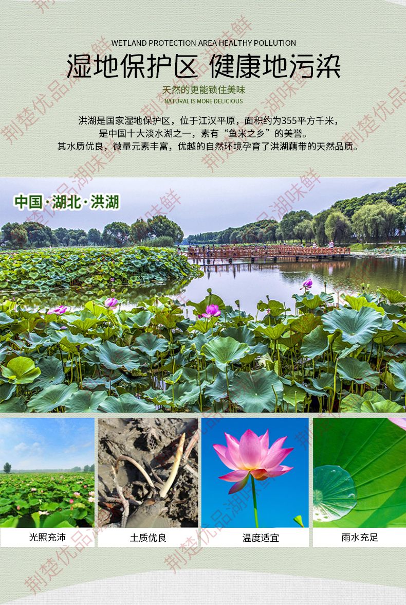 酸辣泡藕带 荆楚优品，湖味鲜，泡藕带