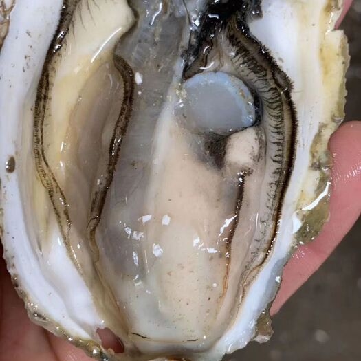 饶平县大亚湾生蚝 自家养殖价格优惠