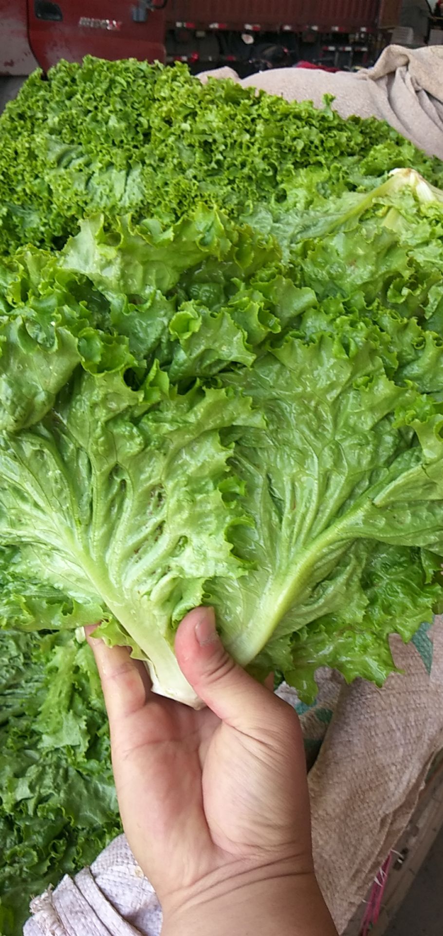 美国大速生  生菜  青叶（黄叶生菜） 小叶精品生菜
