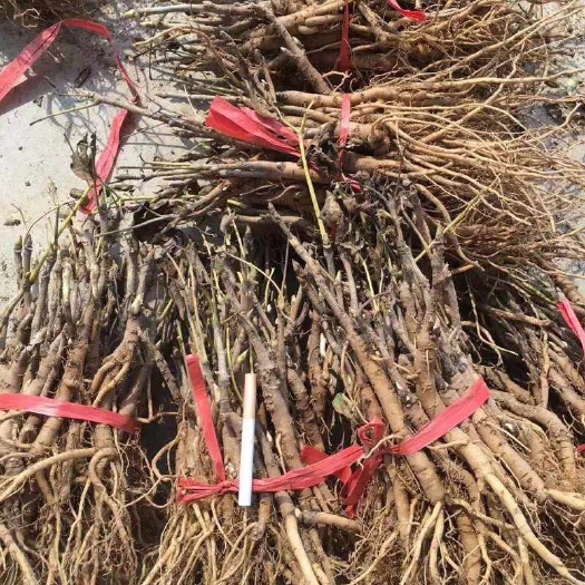 菏泽 牡丹苗