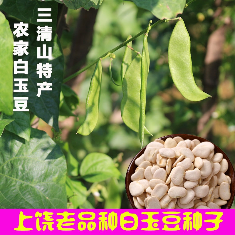 新鲜白玉豆刚上市江西上饶特产带壳三清豆玉山京豆夹