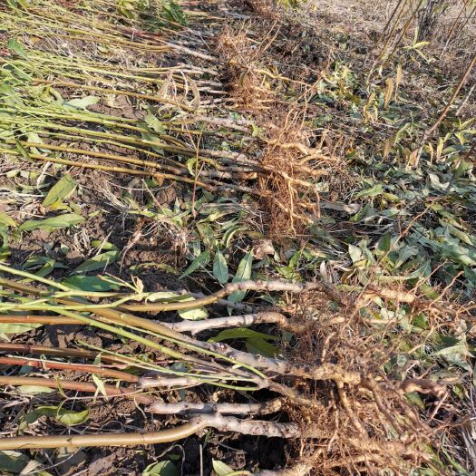 寿光市 金秋红密桃树苗   基地大量供应 保证品种纯度  优质桃苗