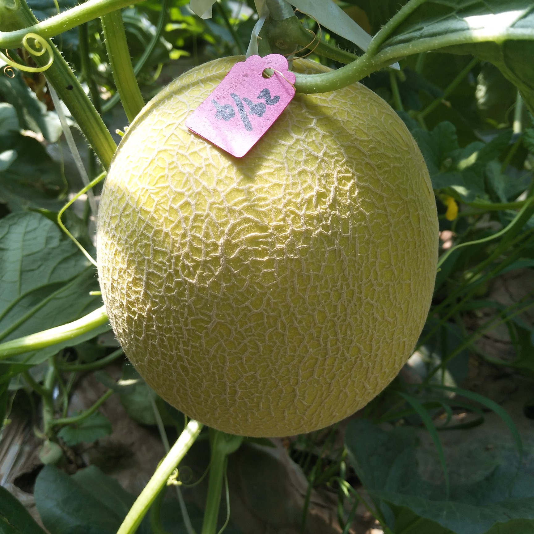 FRUI【水果】韩国黄金瓜1个～约1.6lb