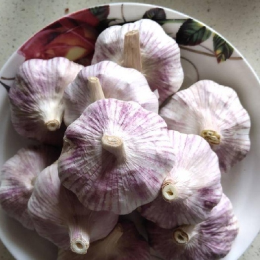 杞县红皮大蒜 干货