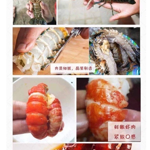 文昌市 龙虾 优质海南澳洲淡水龙虾，品质保证，欢迎老板采购！