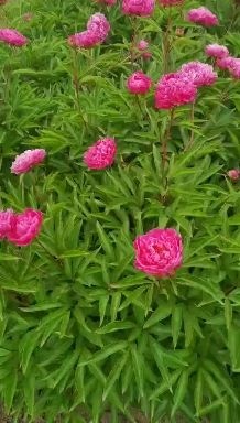 开原市产地批发 芍药花 重瓣大花芍药 耐寒宿根花卉 实地看苗订购
