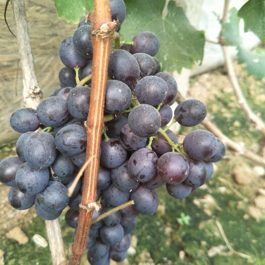 菏泽玫瑰香葡萄 1-1.5斤 5%以下 1次果