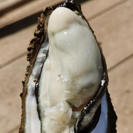 佛山广州生蚝 A货，小小蚝货量充足，产品优良，价格合适，欢迎前来咨询。
