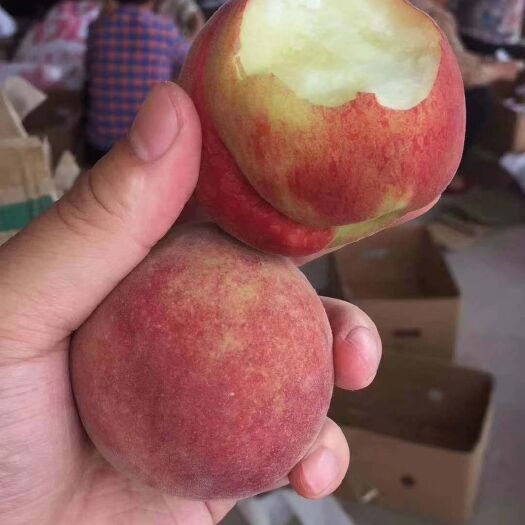 大荔县 水蜜桃