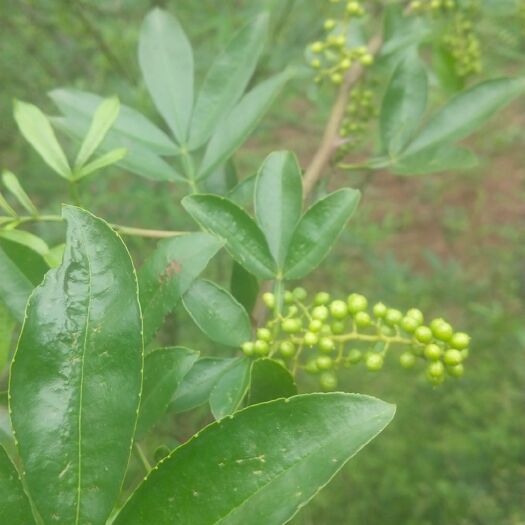 昭觉县青花椒 二级 鲜花椒