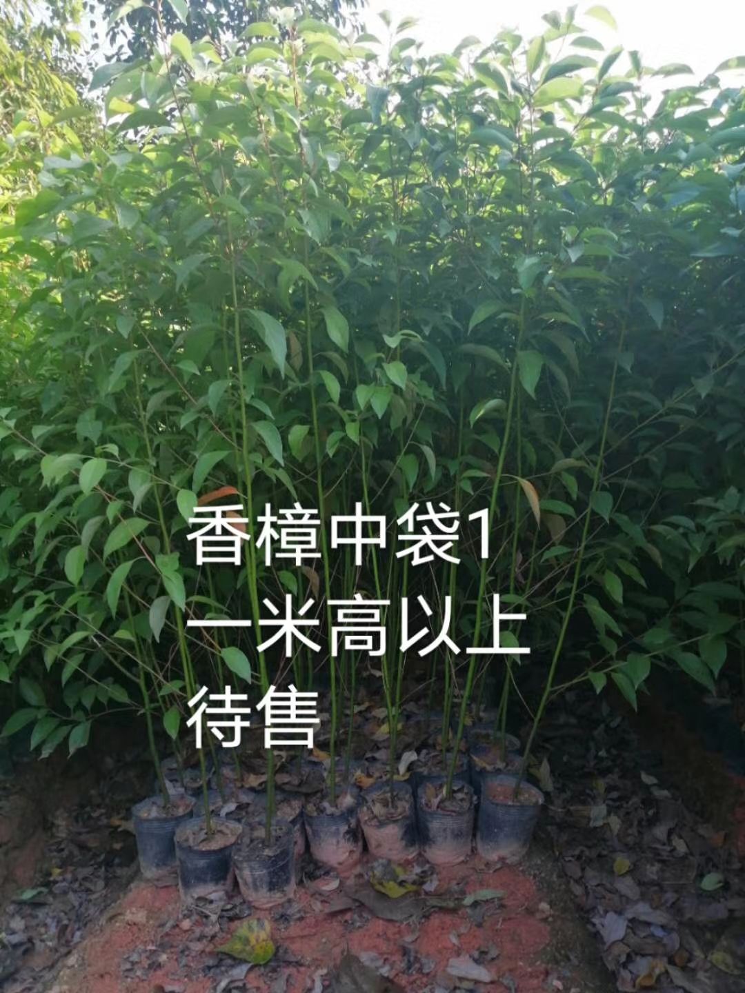  香樟树乔木小苗  大量出售