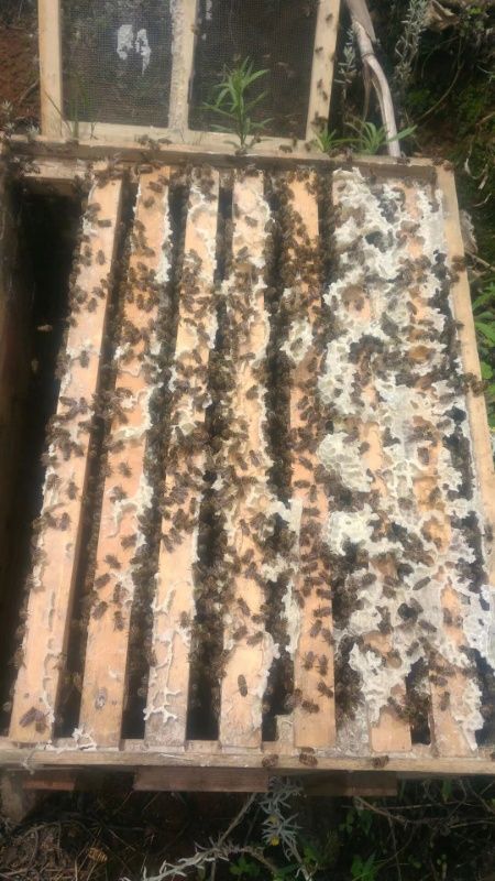 宜良县 卖蜜蜂红背双色两脾300加蜂箱一百，本地蜂90一脾3/4脾一