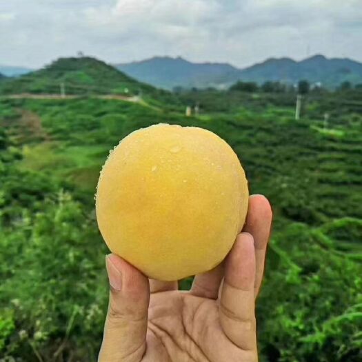 洪江市锦绣黄桃
