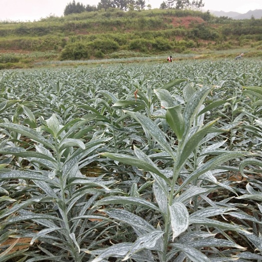 芷江县 龙牙百合，食用，药用，清热，润肺