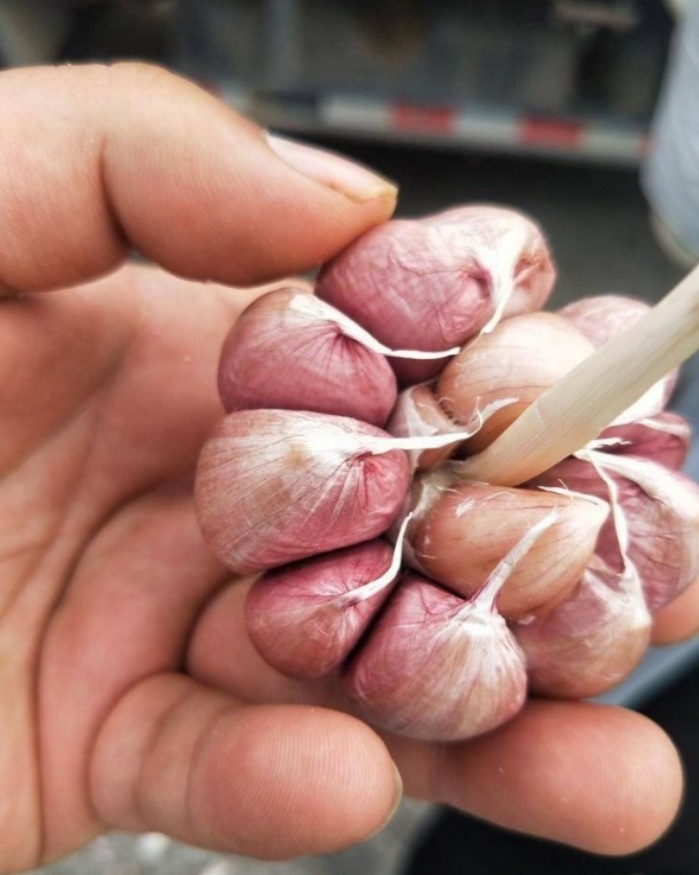 红皮大蒜 干货