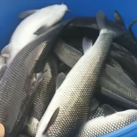 丘北县淡水银鳕鱼 质量好，成活力高