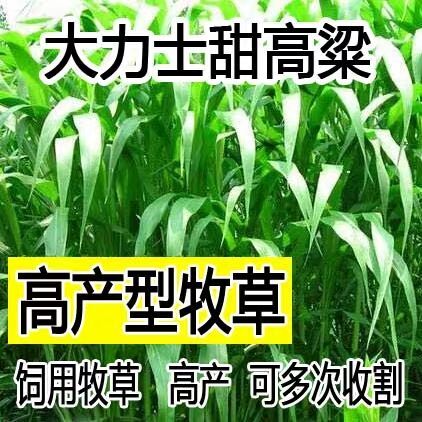 嘉祥县 大量现货甜高粱种子批发零售