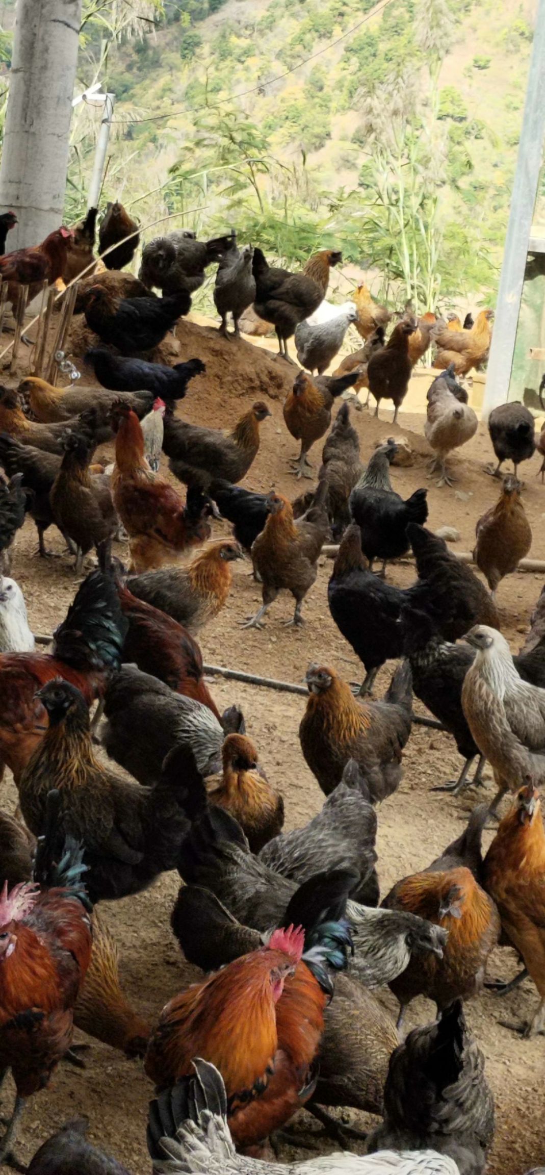 江西乌鸡苗出售信息网站_江西鸡苗批发市场在哪里