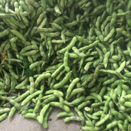 邳州市 毛豆上市