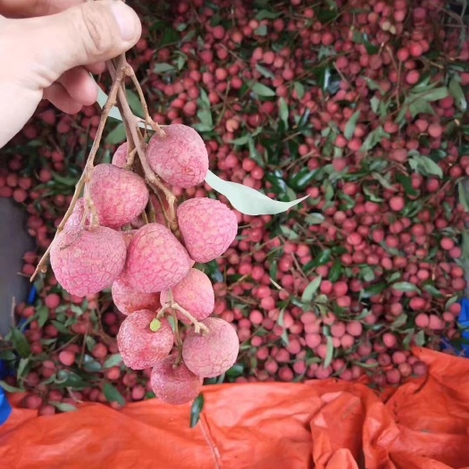 钦州黑叶荔枝 黑叶荔.产地代办