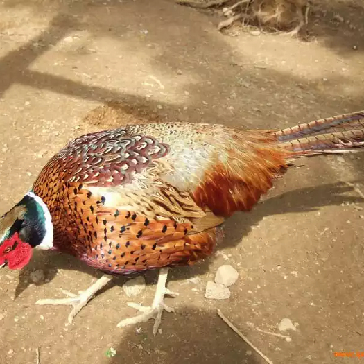  山鸡苗